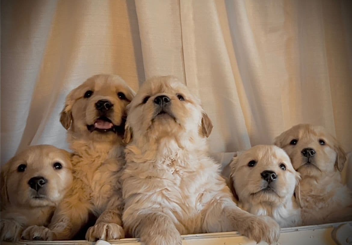 Golden Retriever Puppies breeder image 10
