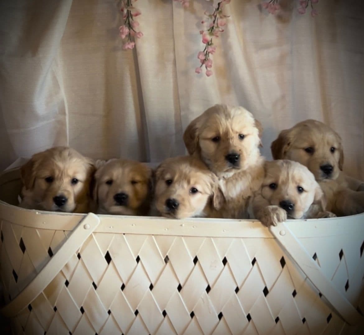 Golden Retriever Puppies breeder image 12