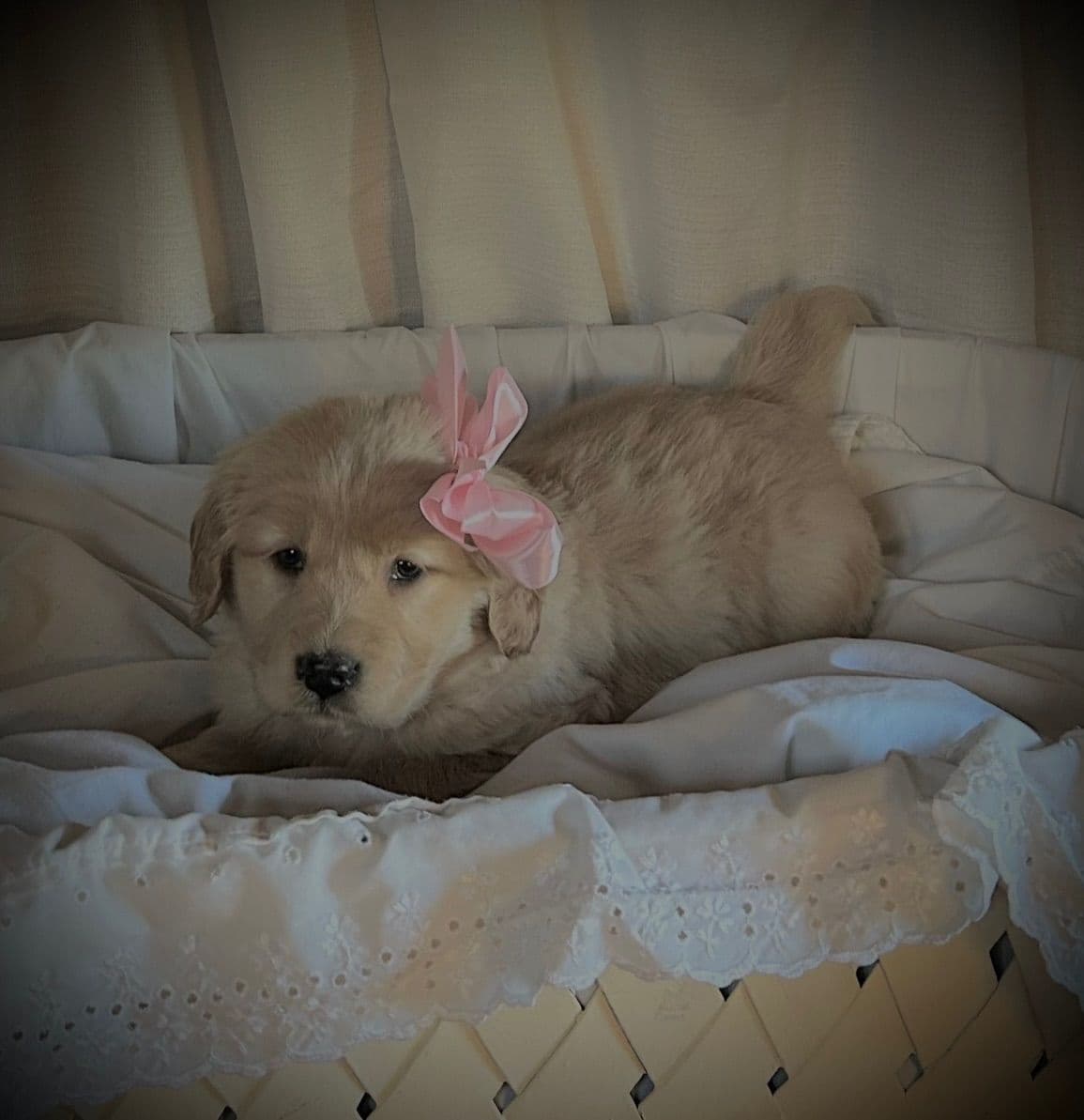 Golden Retriever Puppies breeder image 11