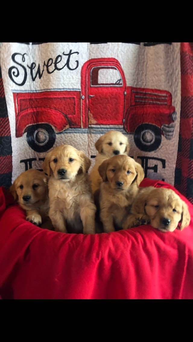 Golden Retriever Puppies breeder image 13