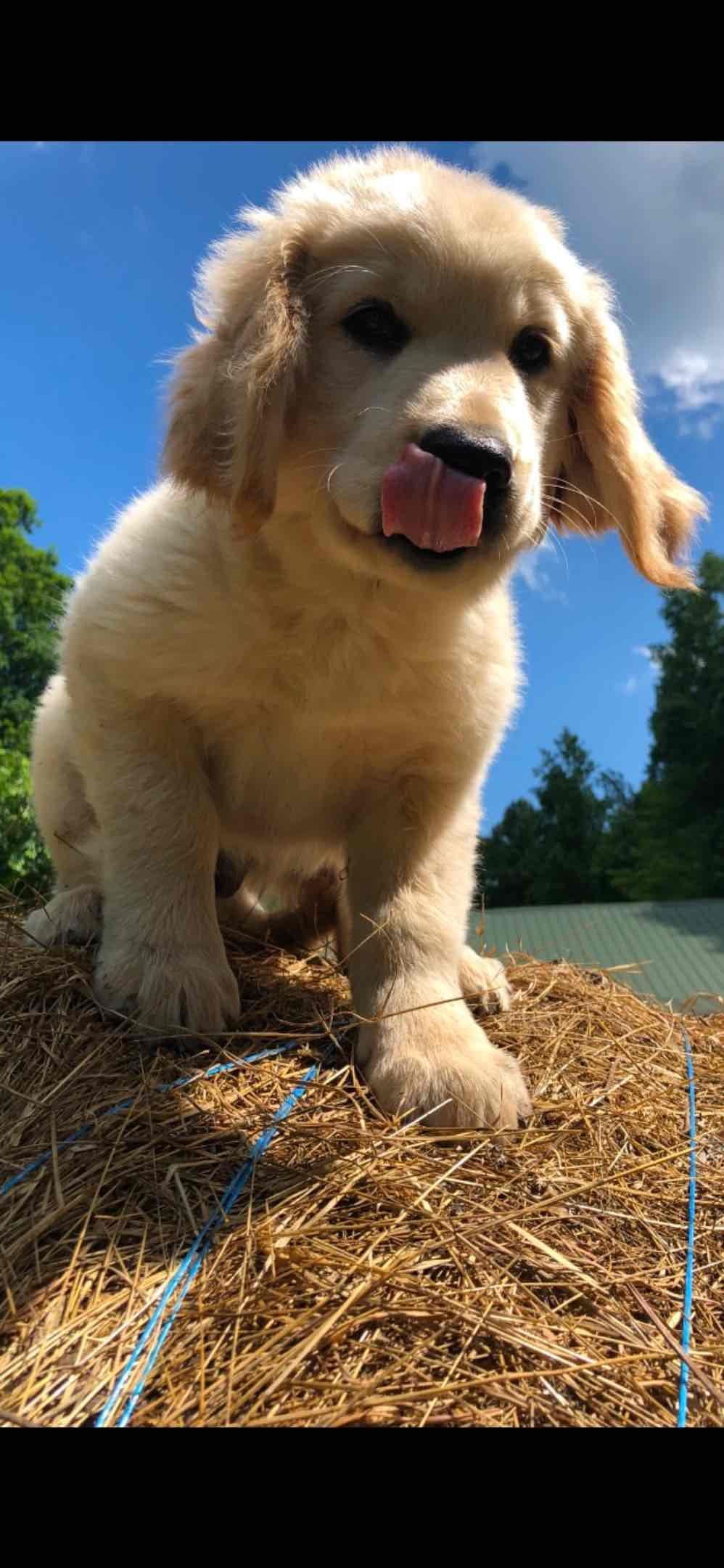 Golden Retriever Puppies breeder image 14