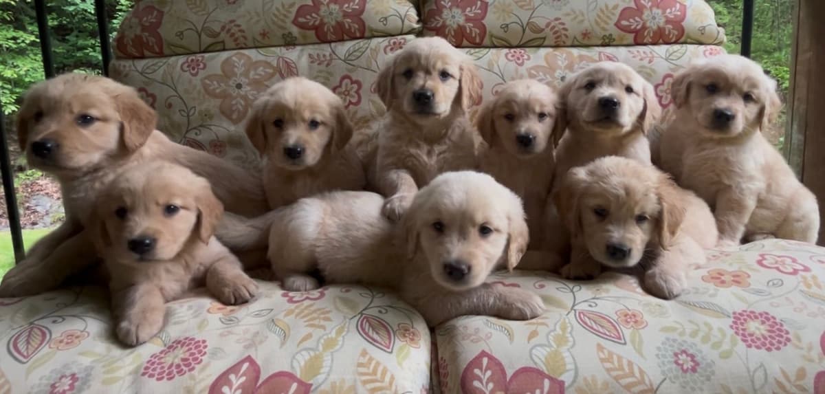 Golden Retriever Puppies breeder image 15