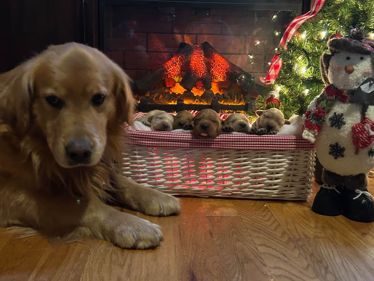 Golden Retriever Puppies breeder image 16