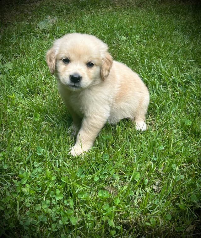 Golden Retriever Puppies media 2