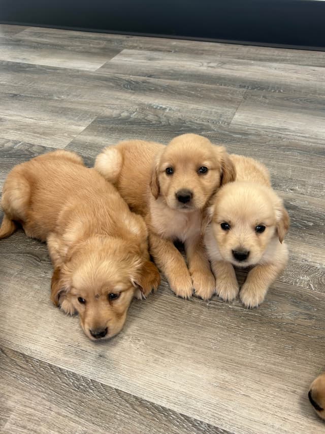 Golden Retriever Puppies media 3