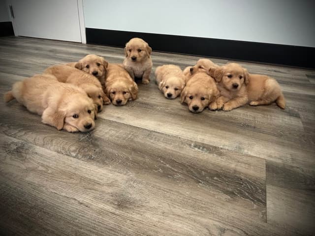 Golden Retriever Puppies media 4
