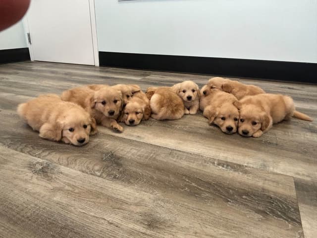 Golden Retriever Puppies media 5