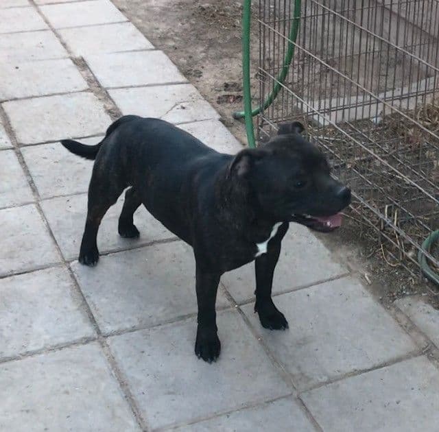 Staffordshire Bull Terrier Puppies breeder image 1