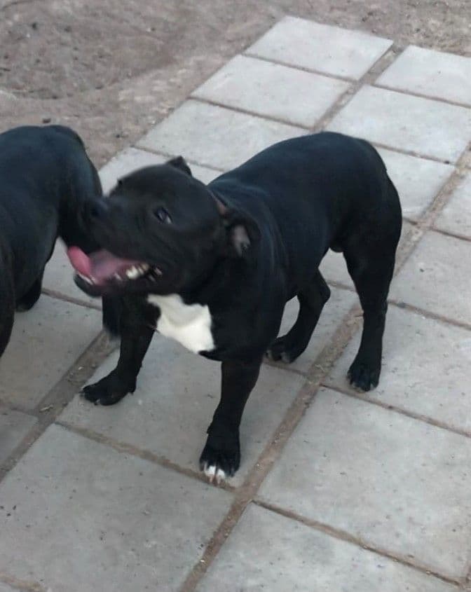 Staffordshire Bull Terrier Puppies breeder image 2