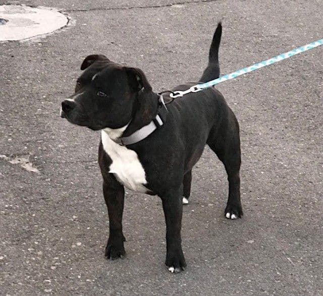 Staffordshire Bull Terrier Puppies breeder image 3
