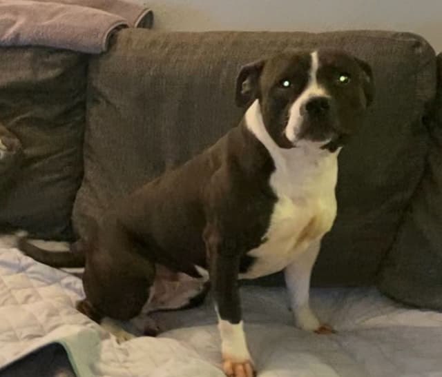 Staffordshire Bull Terrier Puppies media 2