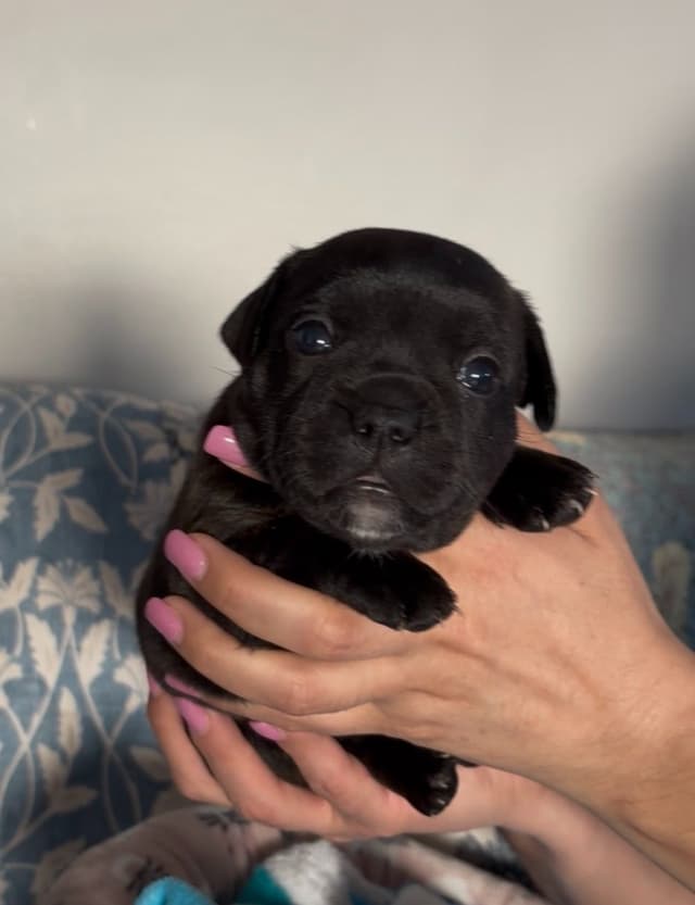 Staffordshire Bull Terrier Puppies media 3