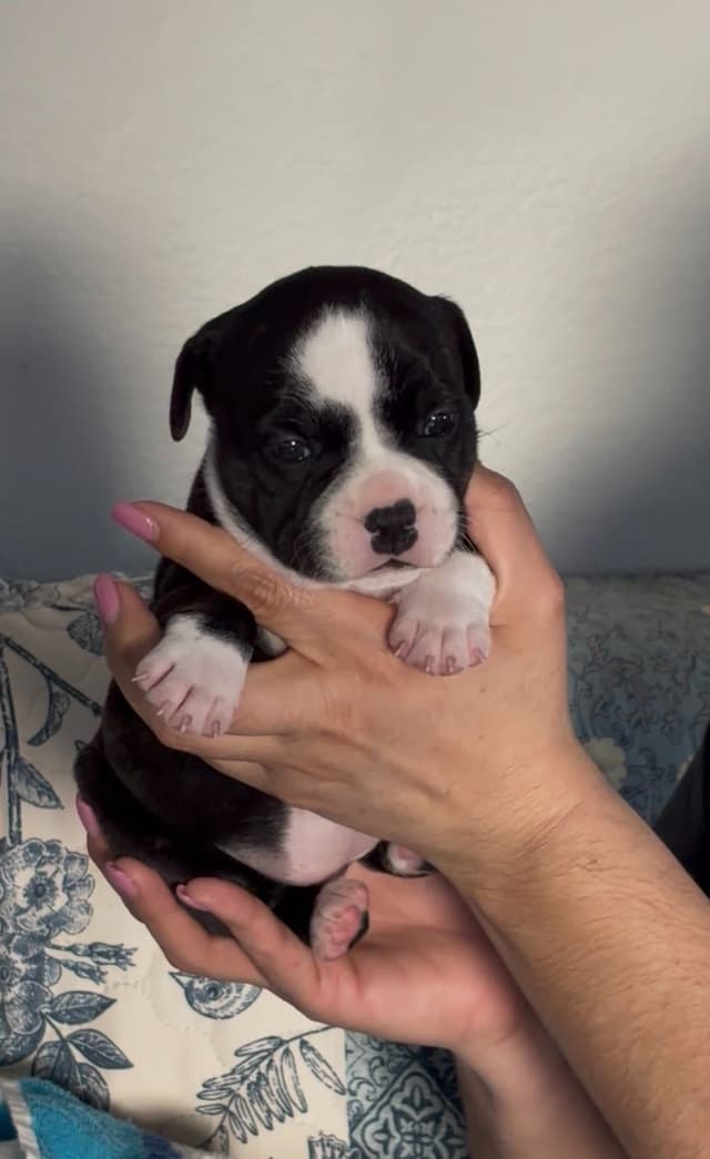 Staffordshire Bull Terrier Puppies media 4