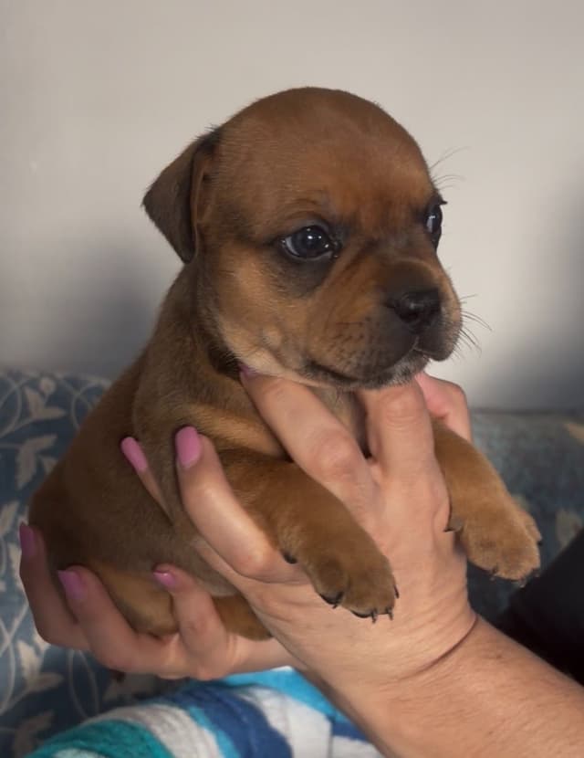 Staffordshire Bull Terrier Puppies media 5