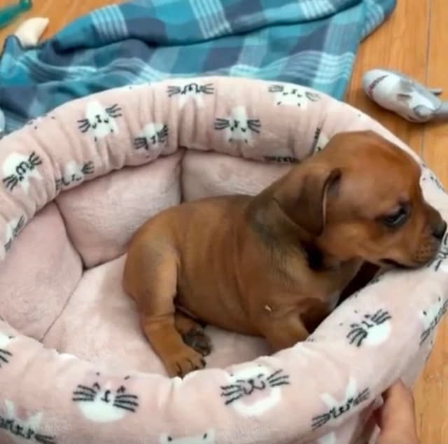 Staffordshire Bull Terrier Puppies media 6