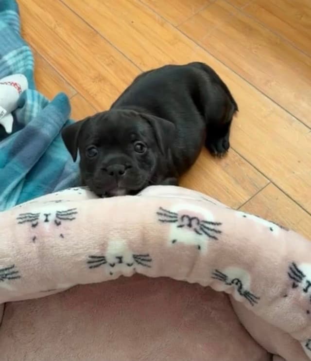 Staffordshire Bull Terrier Puppies media 7