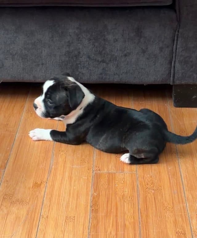 Staffordshire Bull Terrier Puppies media 8