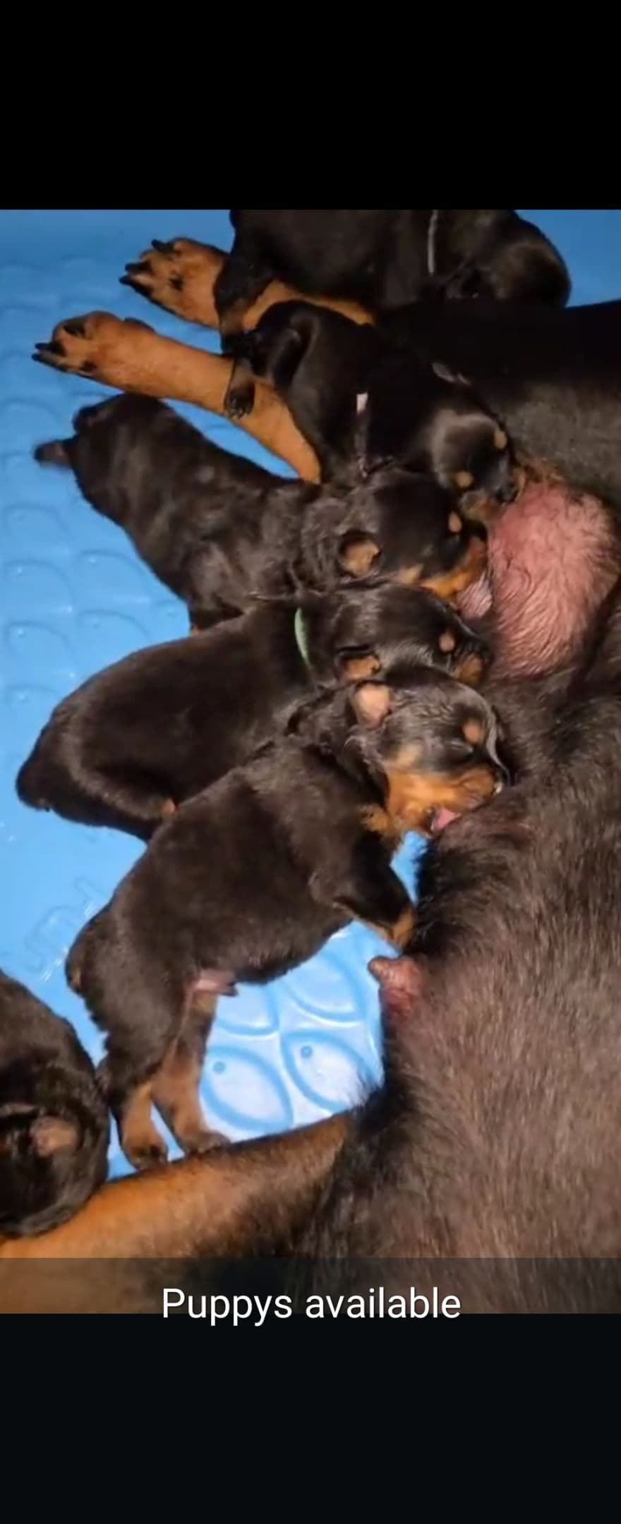 Rottweiler Puppies breeder image 1
