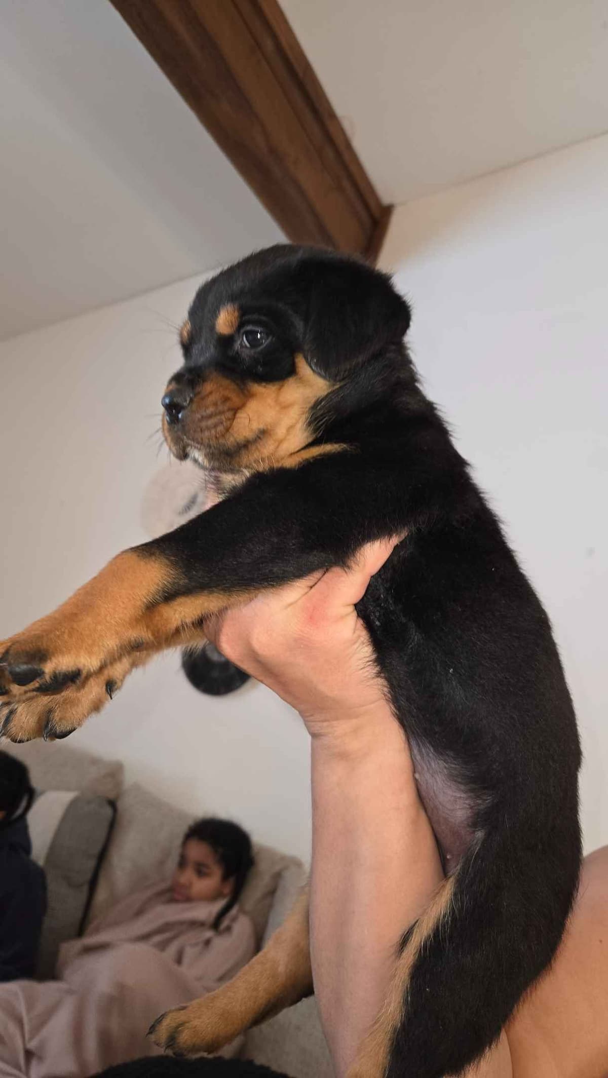 Rottweiler Puppies breeder image 2
