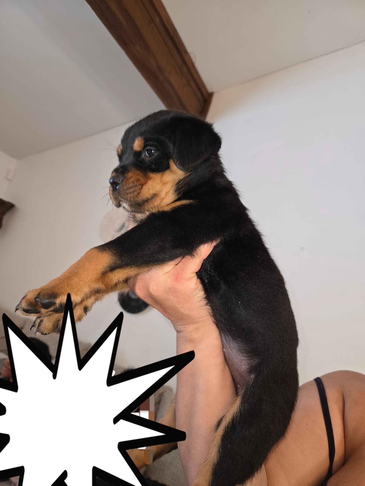 Rottweiler Puppies breeder image 3