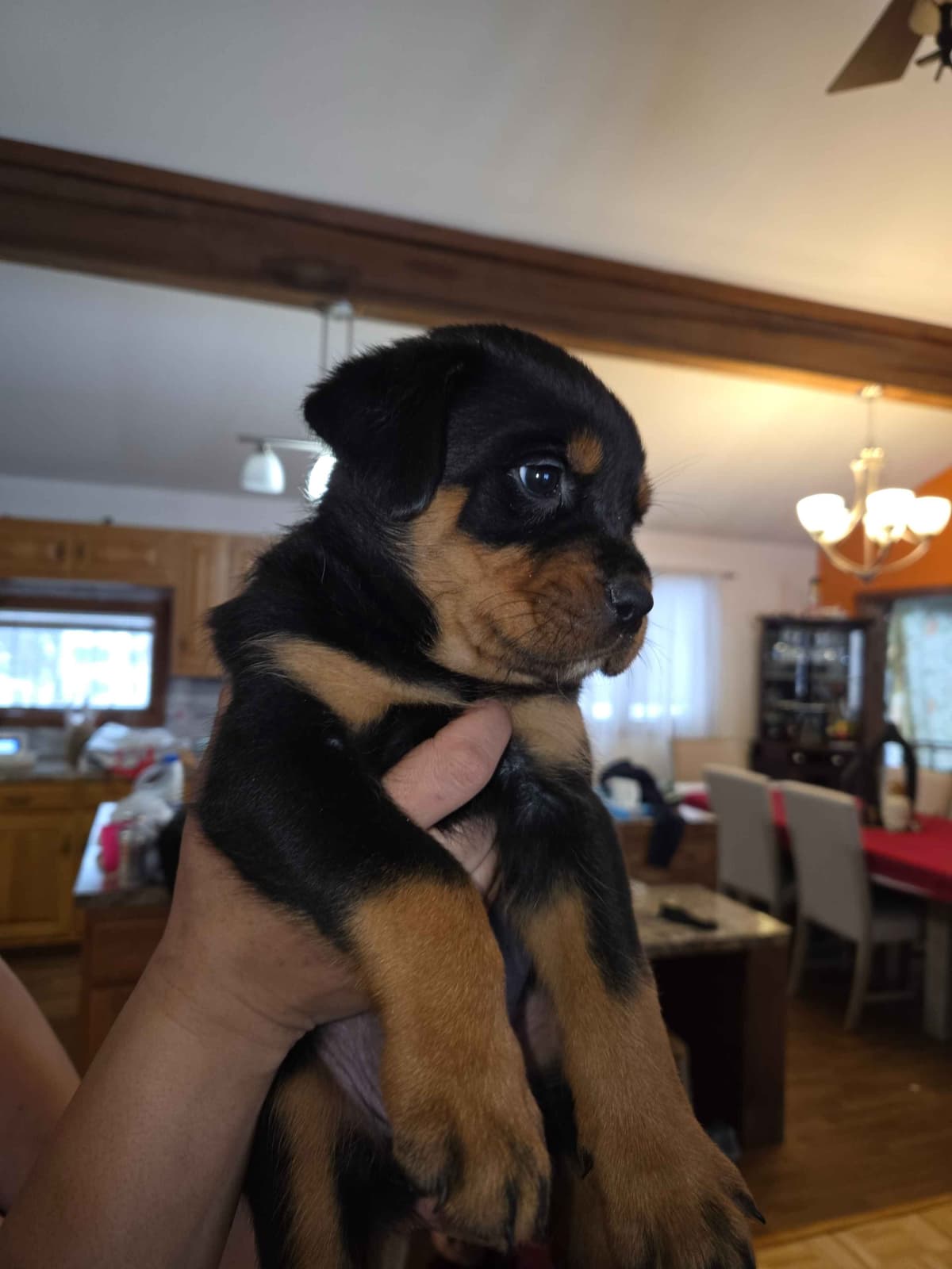 Rottweiler Puppies breeder image 4