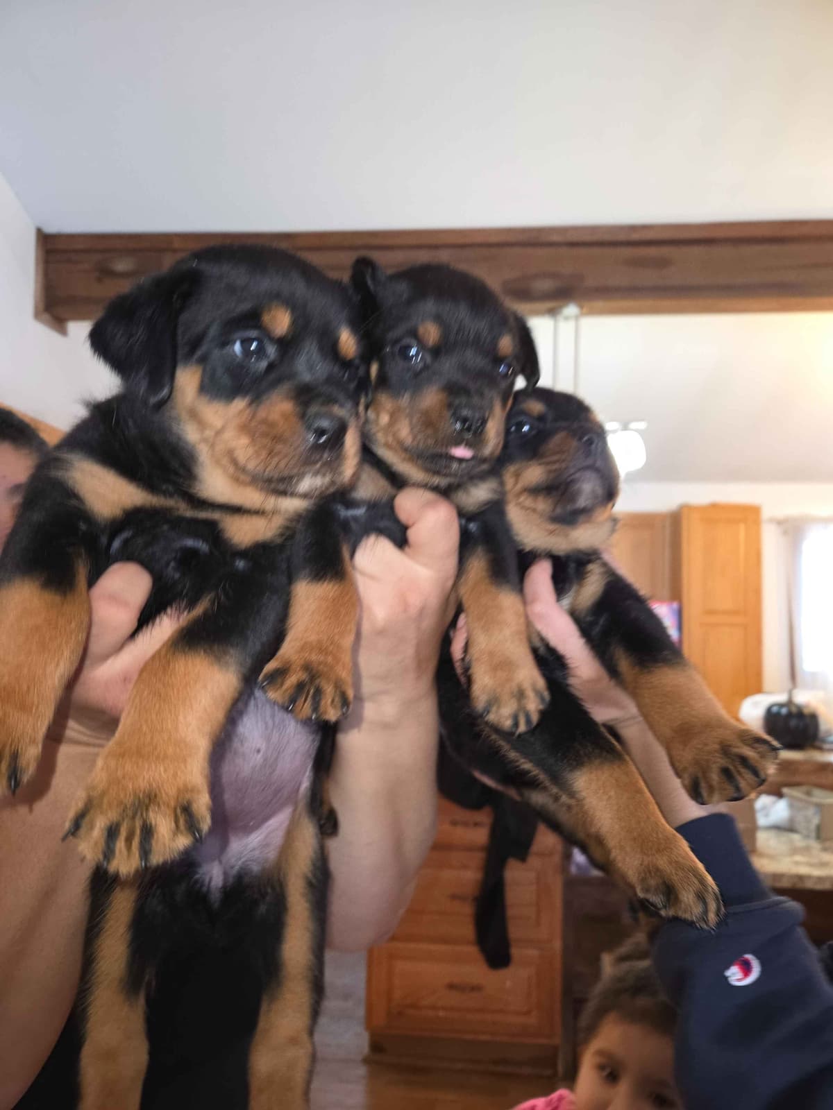 Rottweiler Puppies breeder image 5