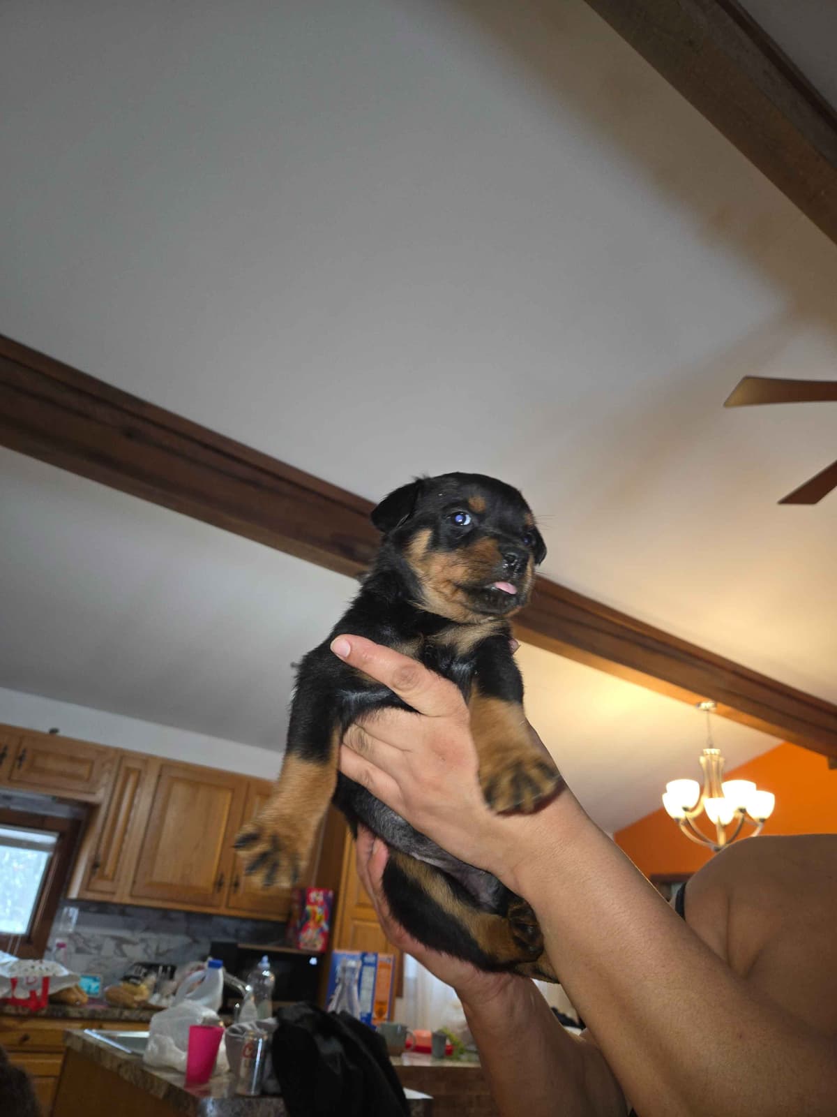Rottweiler Puppies breeder image 8