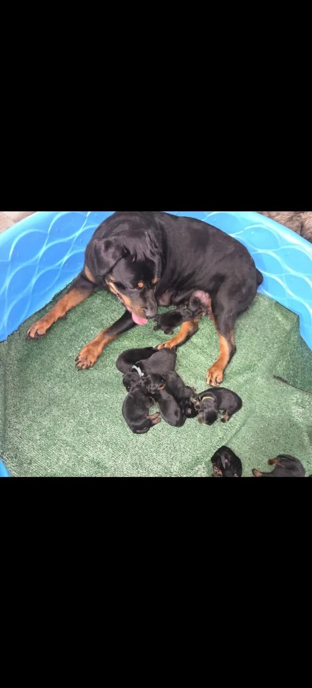 Rottweiler Puppies media 2