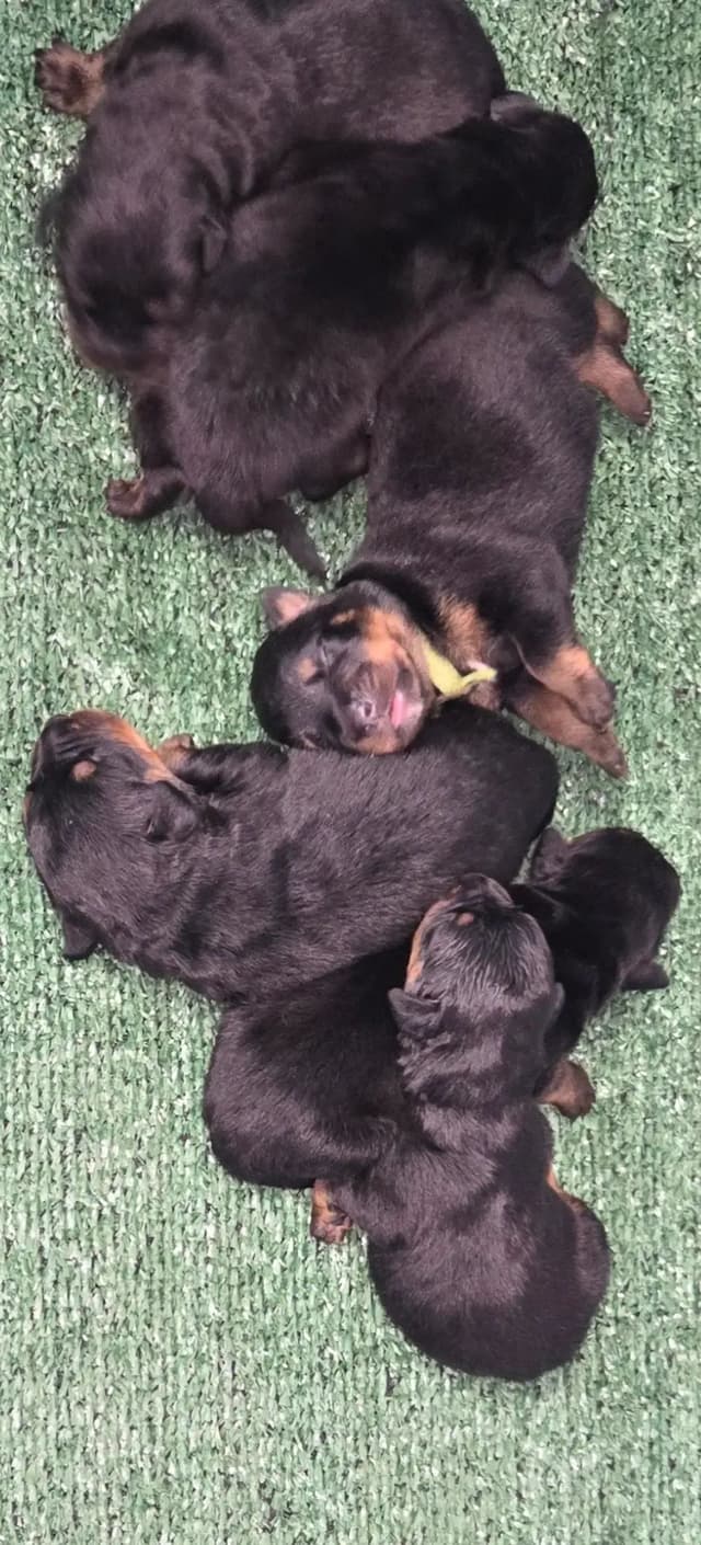 Rottweiler Puppies media 3
