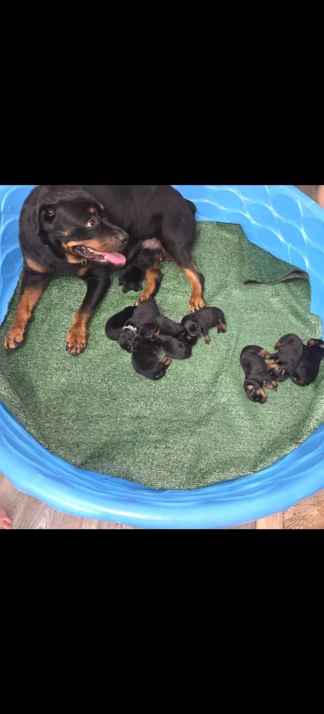Rottweiler Puppies media 4