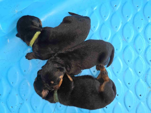 Rottweiler Puppies media 5