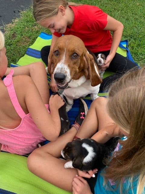 Rare Blue Bassett Hound Puppies breeder image 1