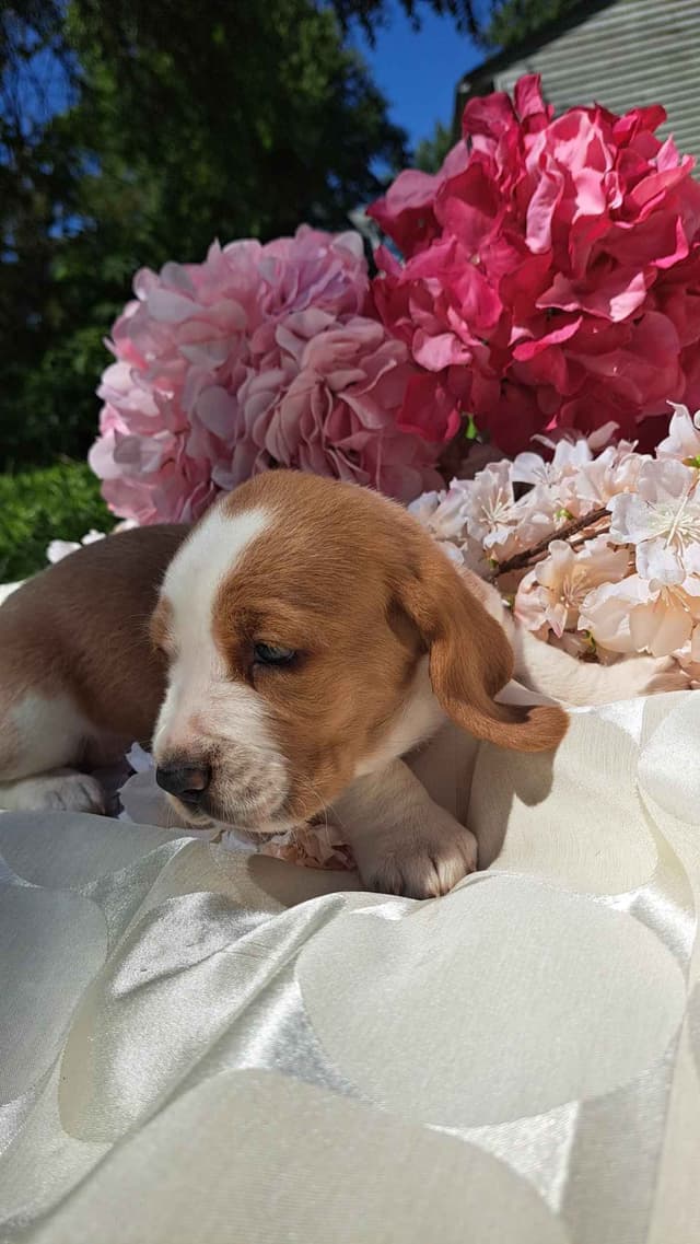Rare Blue Bassett Hound Puppies media 2