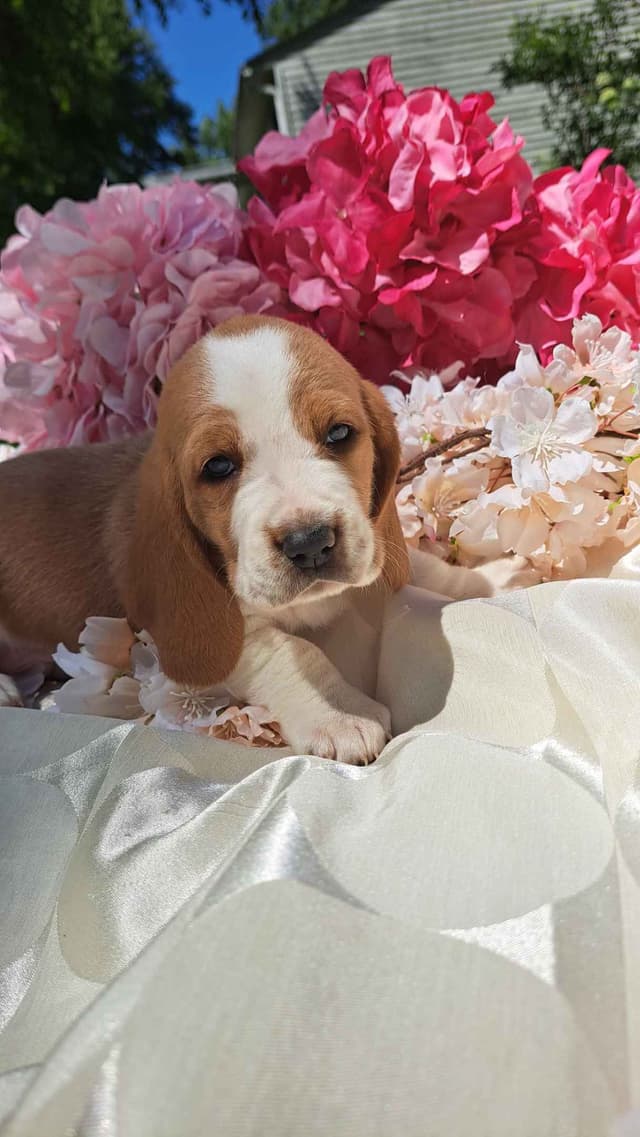 Rare Blue Bassett Hound Puppies media 3