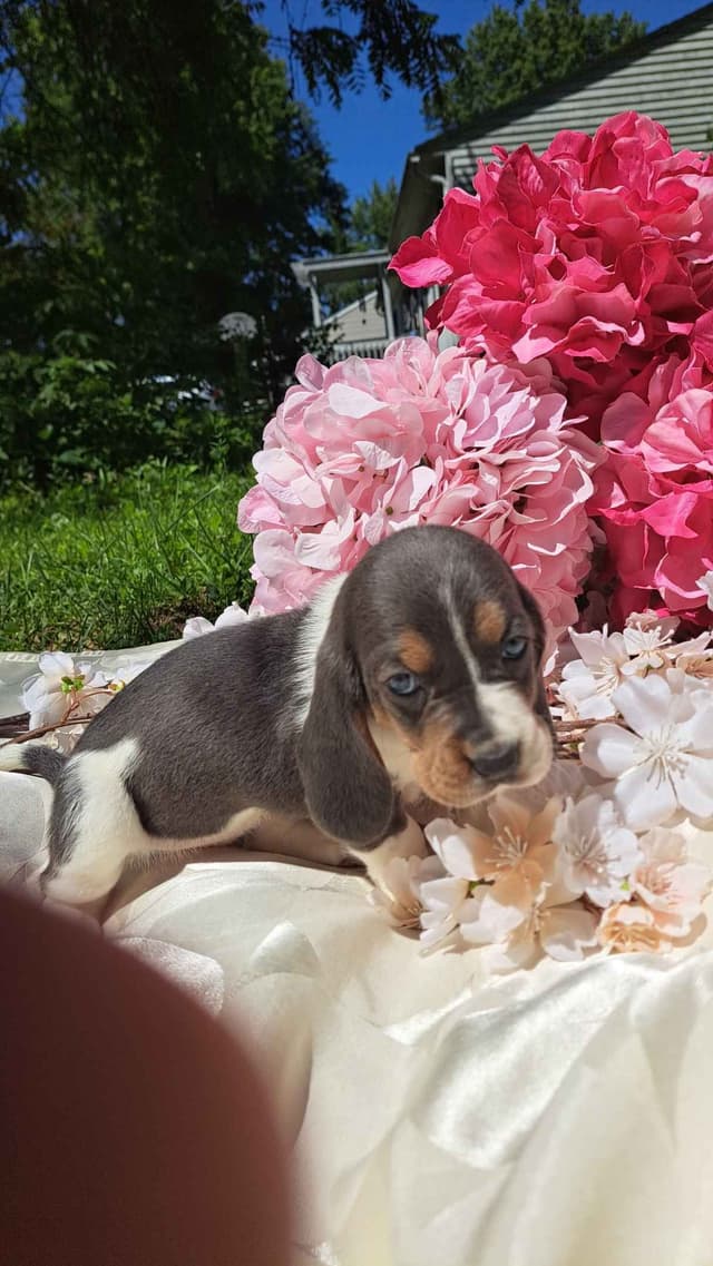 Rare Blue Bassett Hound Puppies media 4