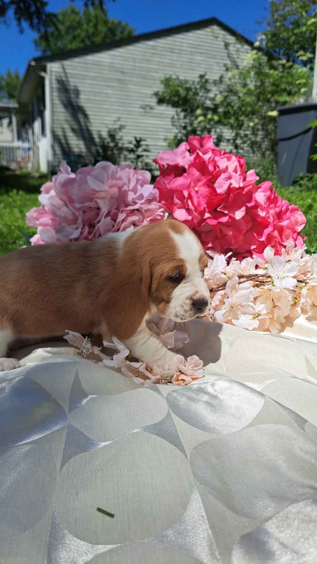 Rare Blue Bassett Hound Puppies media 5