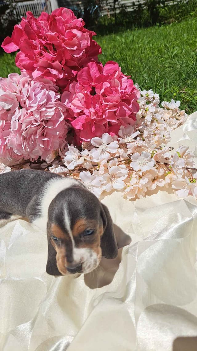 Rare Blue Bassett Hound Puppies media 6