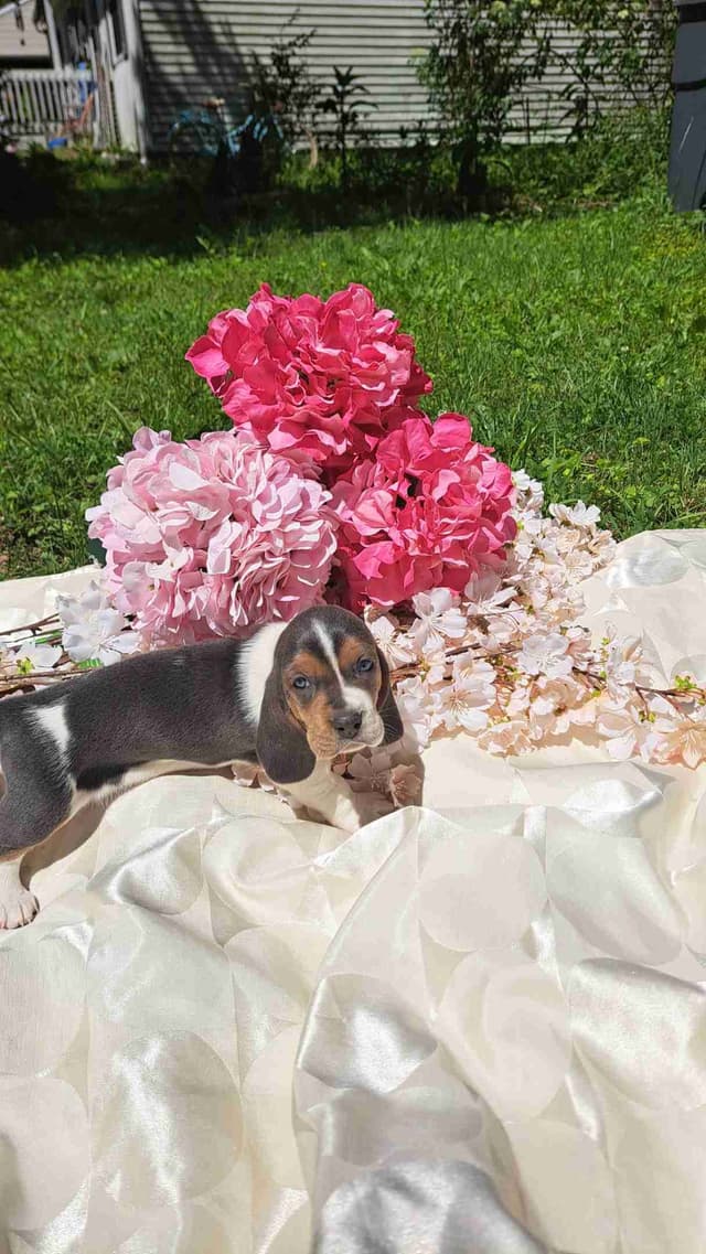 Rare Blue Bassett Hound Puppies media 7