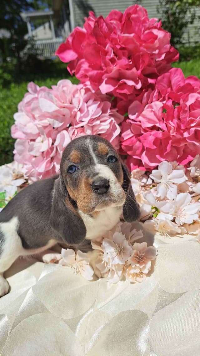 Rare Blue Bassett Hound Puppies media 8