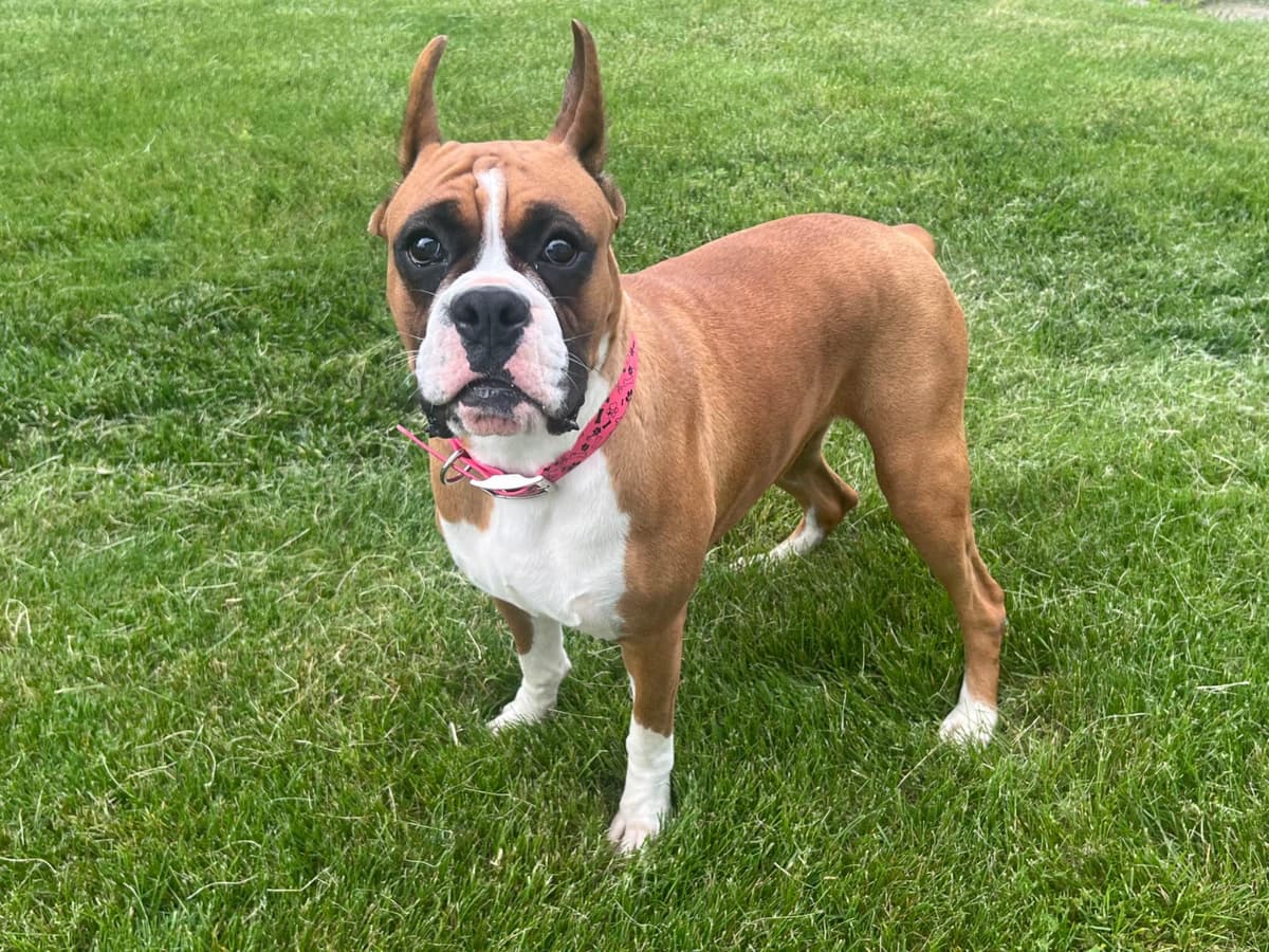 Beautiful Fawn Boxer Pup breeder image 1