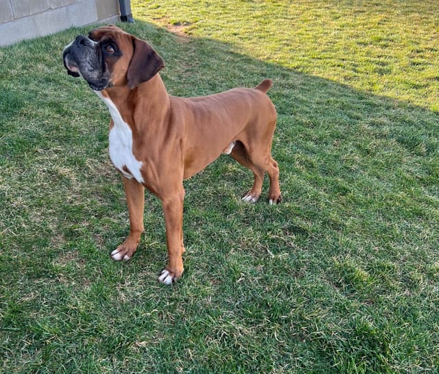 Beautiful Fawn Boxer Pup media 6