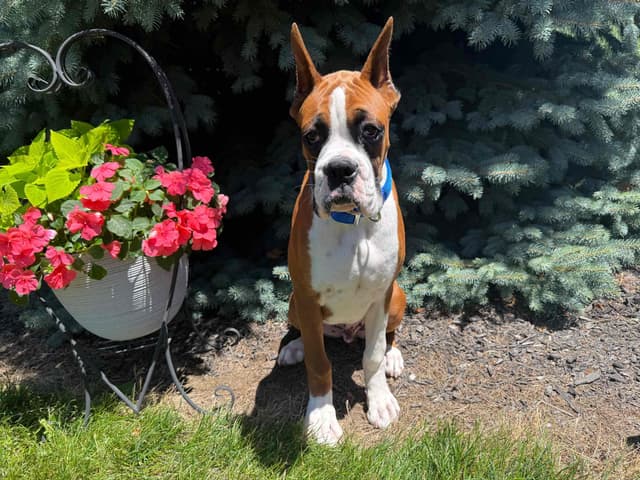 Beautiful Fawn Boxer Pup media 2