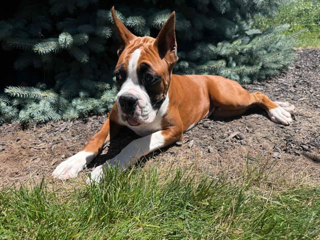 Beautiful Fawn Boxer Pup media 4