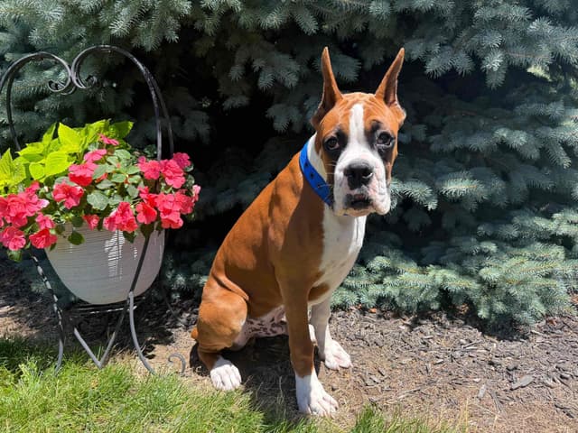 Beautiful Fawn Boxer Pup media 3