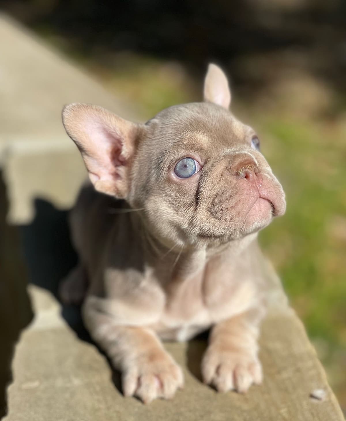 French Bulldog Puppies breeder image 7