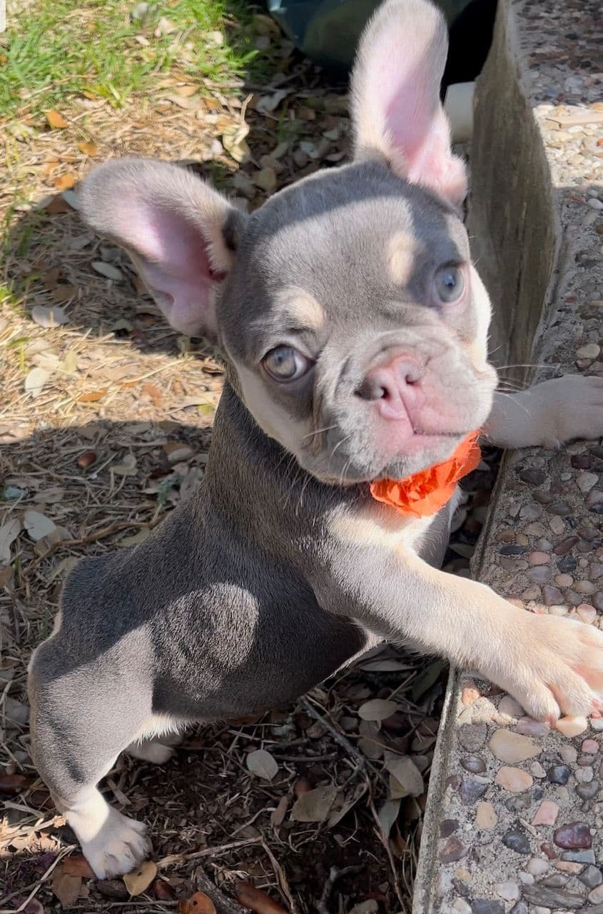 French Bulldog Puppies breeder image 8