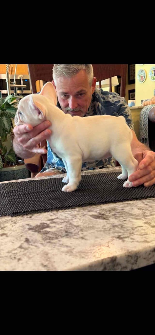 French Bulldog Puppies media 2