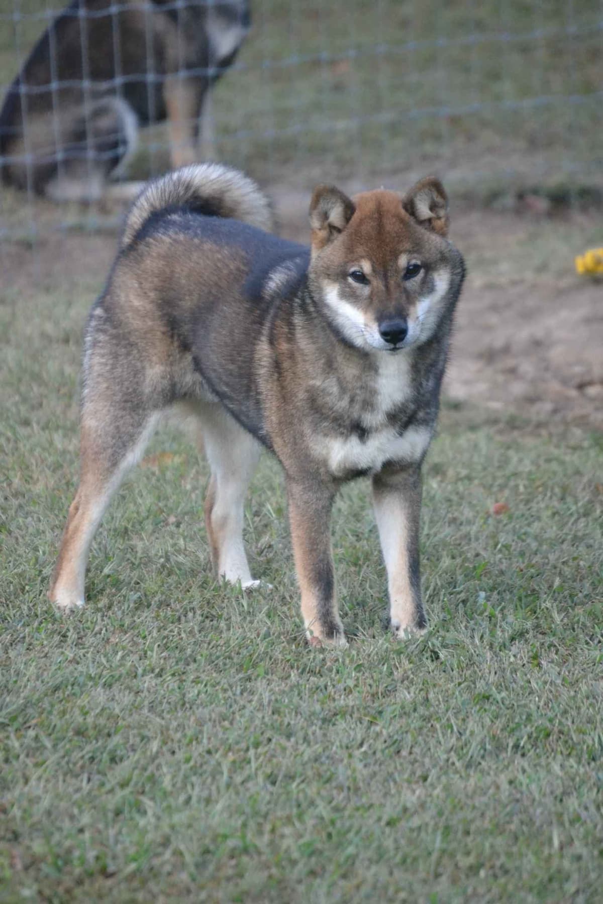 Goldkress Me Espresso (Mia) breeder image 1
