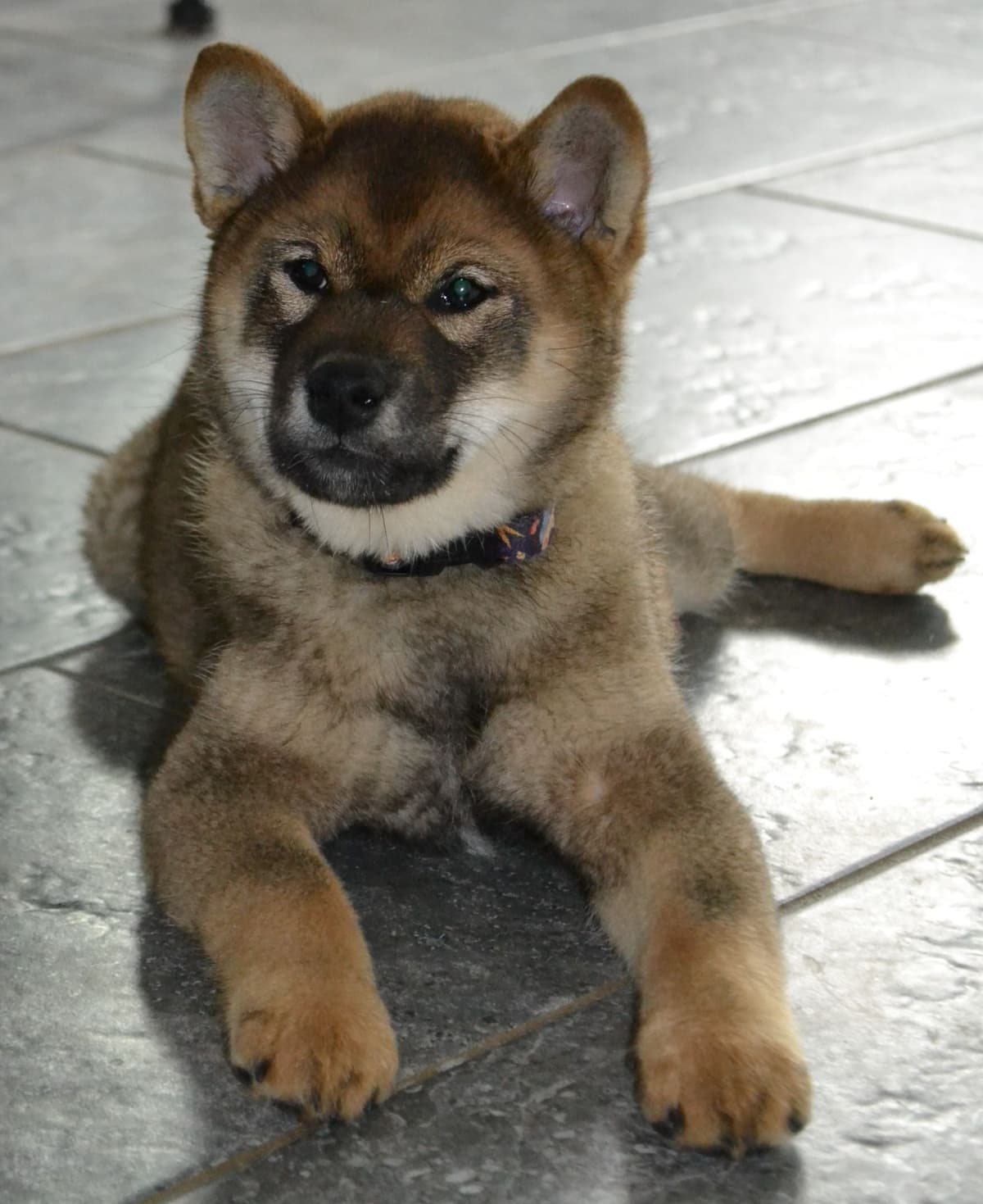 Goldkress Me Espresso (Mia) breeder image 3