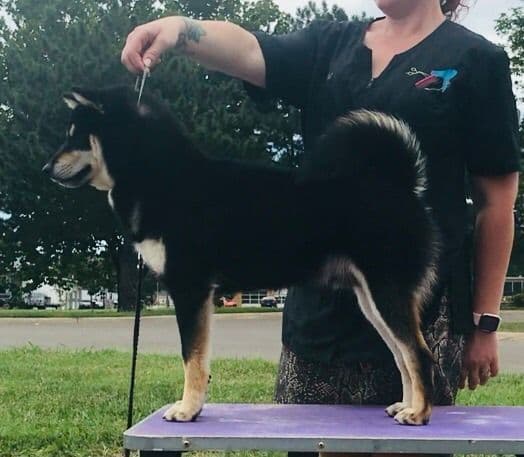 Goldkress Me Espresso (Mia) breeder image 4